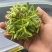 夜香花苗千里香苗夜兰花苗