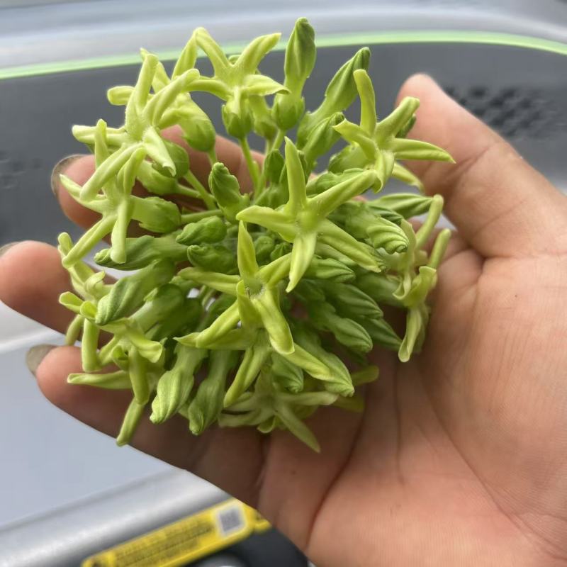 夜香花苗千里香苗夜兰花苗