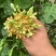 夜香花苗千里香苗夜兰花苗