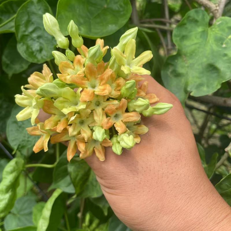 夜香花苗千里香苗夜兰花苗
