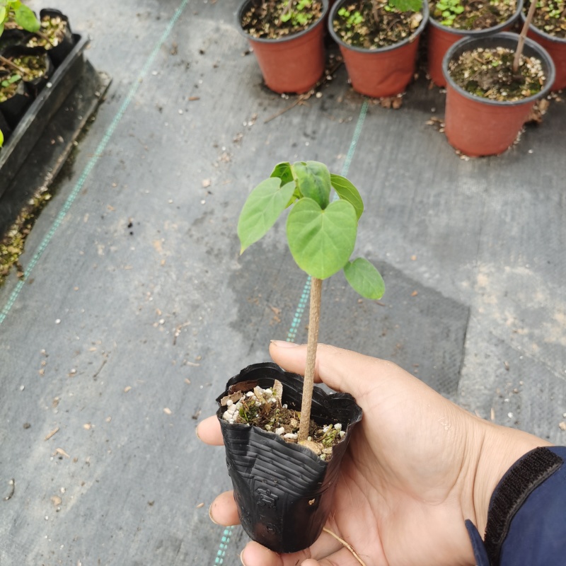 夜香花苗千里香苗夜兰花苗
