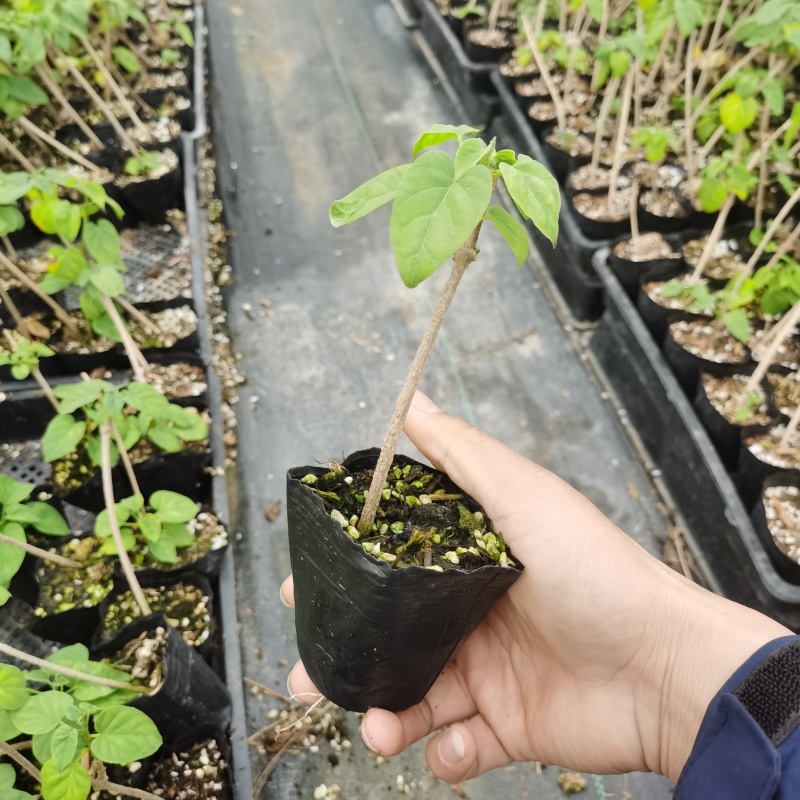 夜香花苗千里香苗夜兰花苗