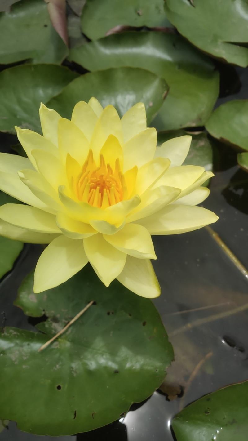 万维沙睡莲