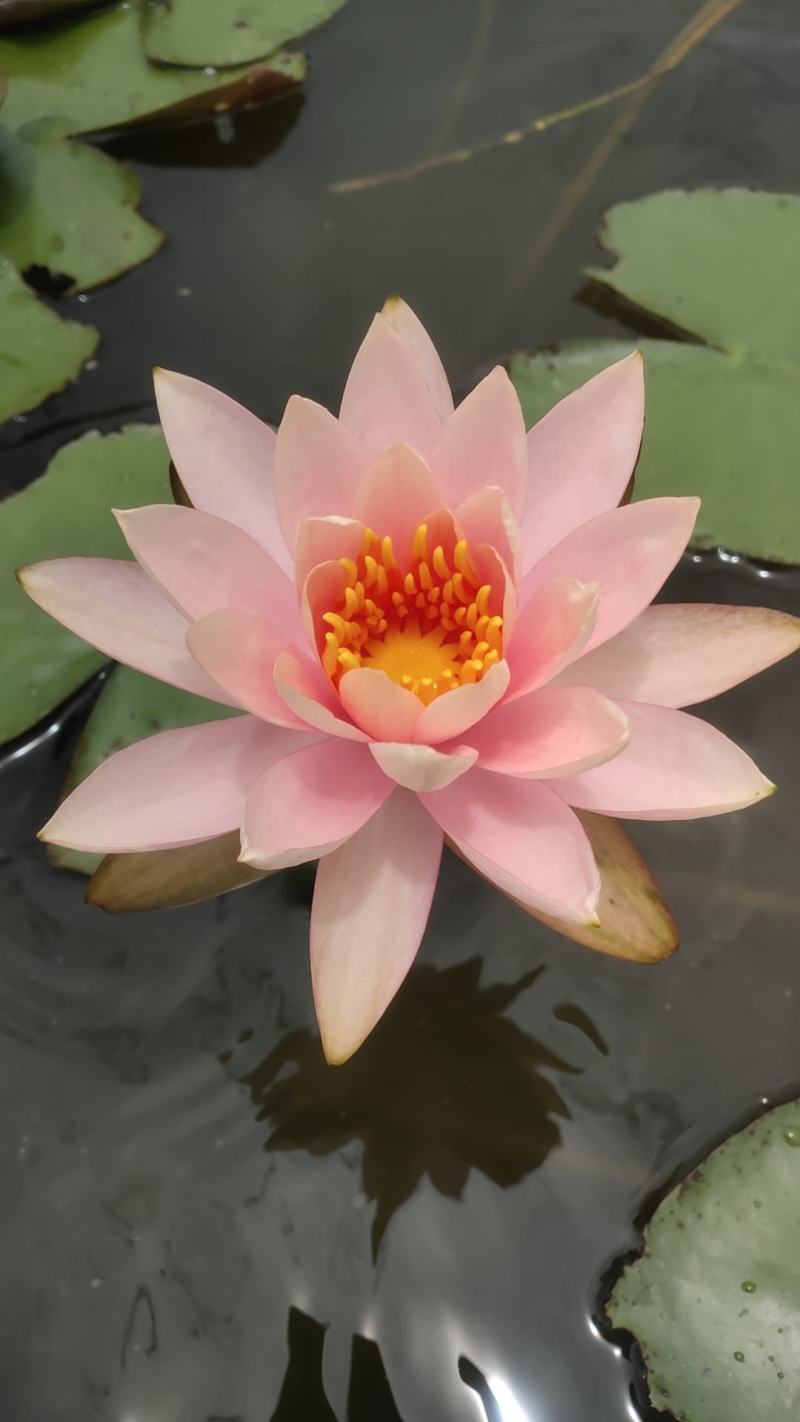 万维沙睡莲