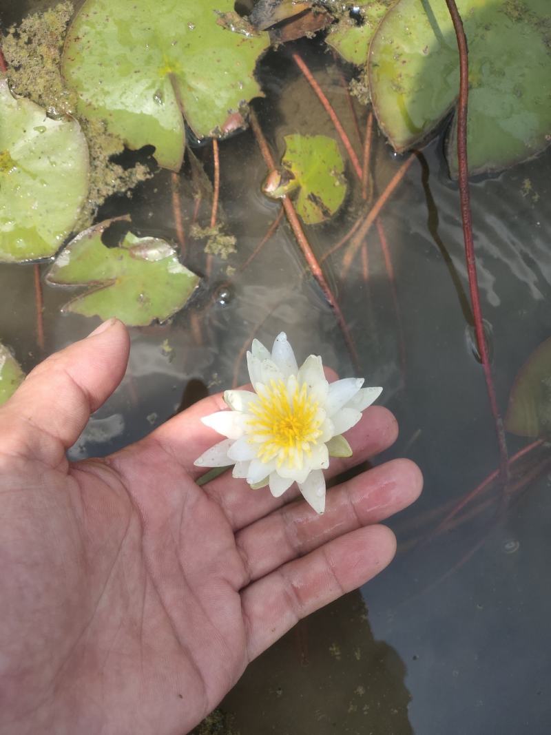 万维沙睡莲