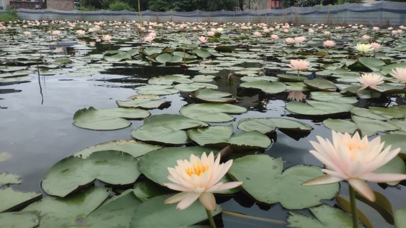 粉红色睡莲