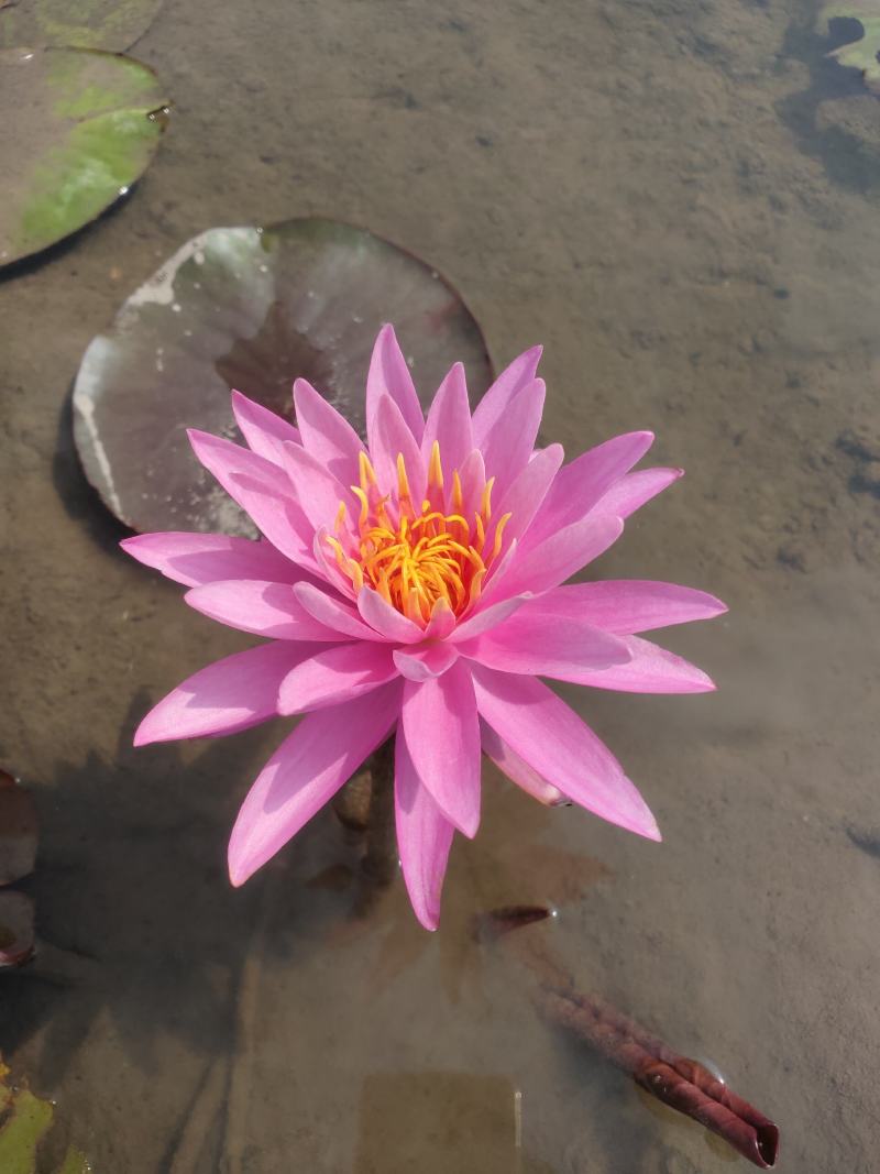 粉红色睡莲