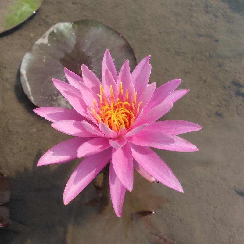 粉红色睡莲