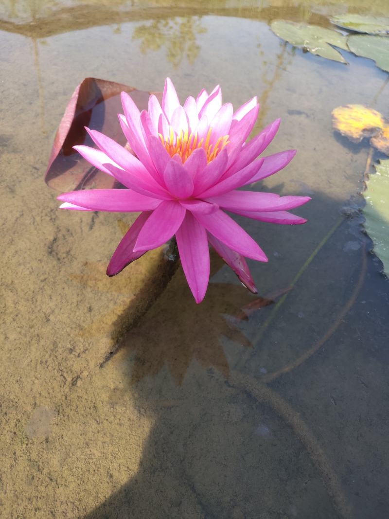 粉红色睡莲