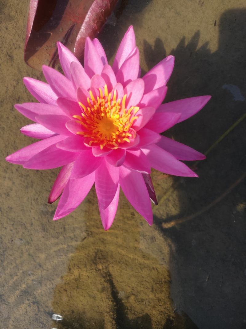 粉红色睡莲
