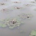 粉红色睡莲
