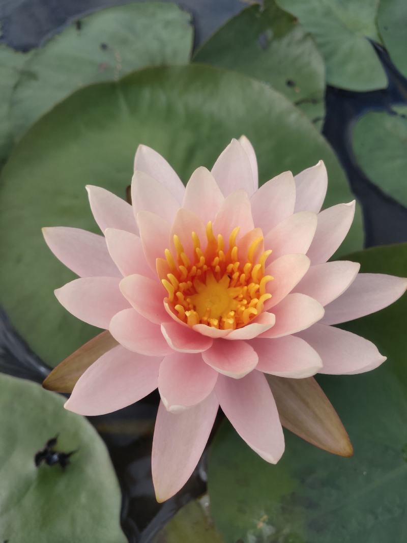粉红色睡莲