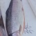 青海龙羊峡冰鲜三文鱼