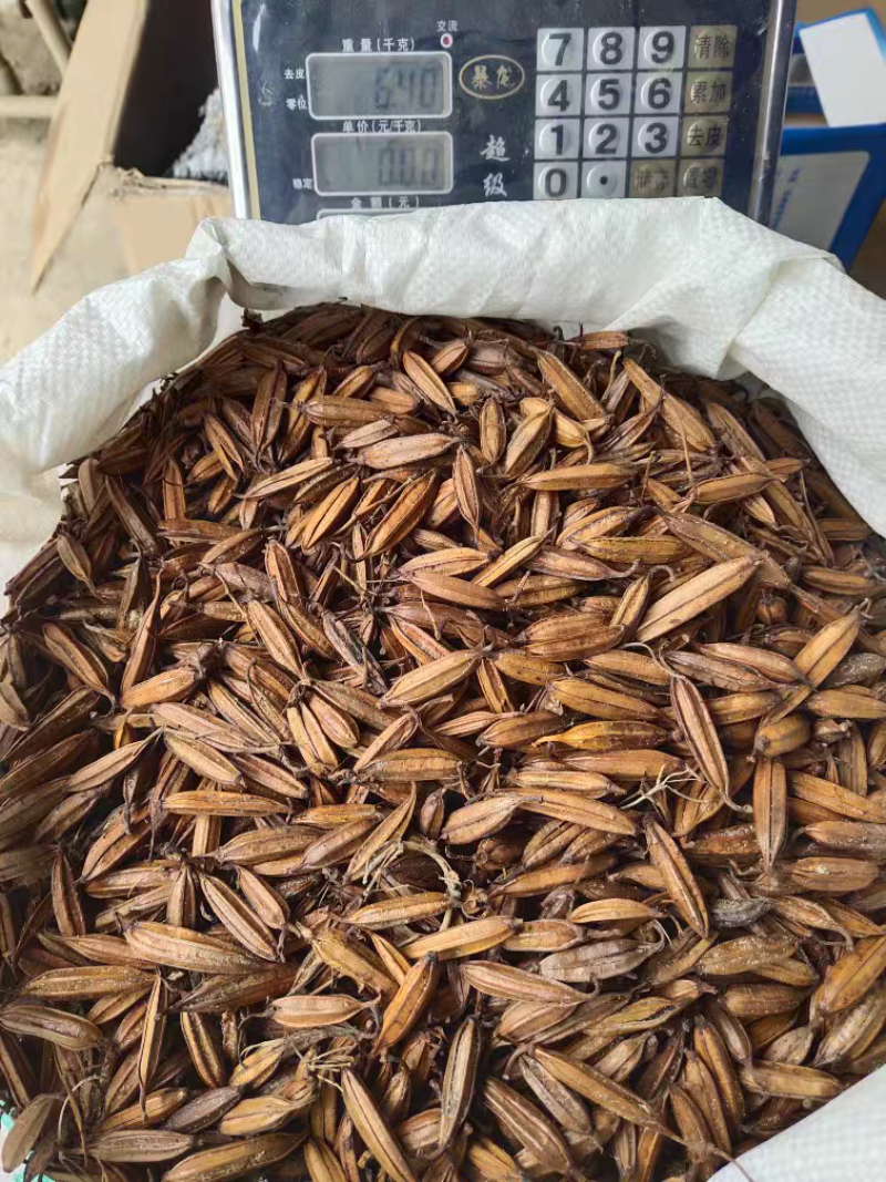 优质白芨果夹白及种现货当年现采育苗种子紫花白及中药材