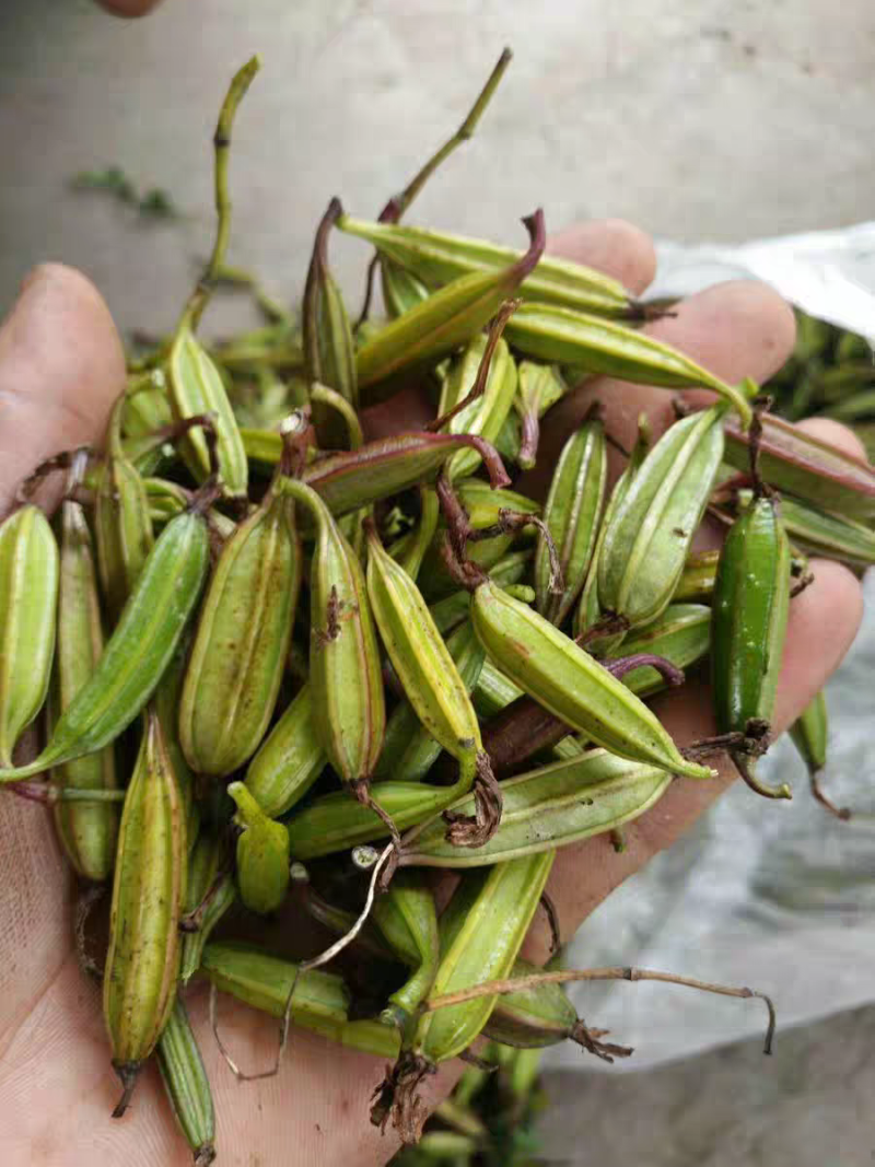 优质白芨果夹白及种现货当年现采育苗种子紫花白及中药材