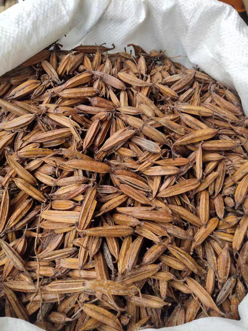 优质白芨果夹白及种现货当年现采育苗种子紫花白及中药材