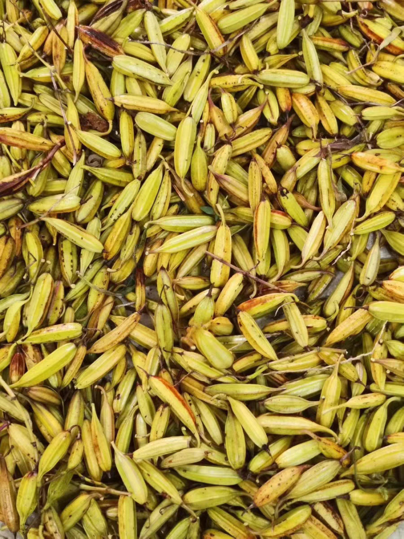 优质白芨果夹白及种现货当年现采育苗种子紫花白及中药材