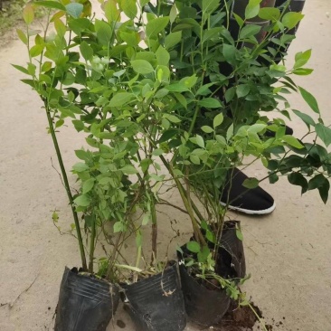 批发蓝莓苗