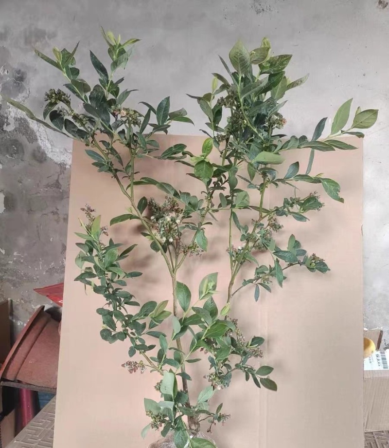 批发蓝莓苗