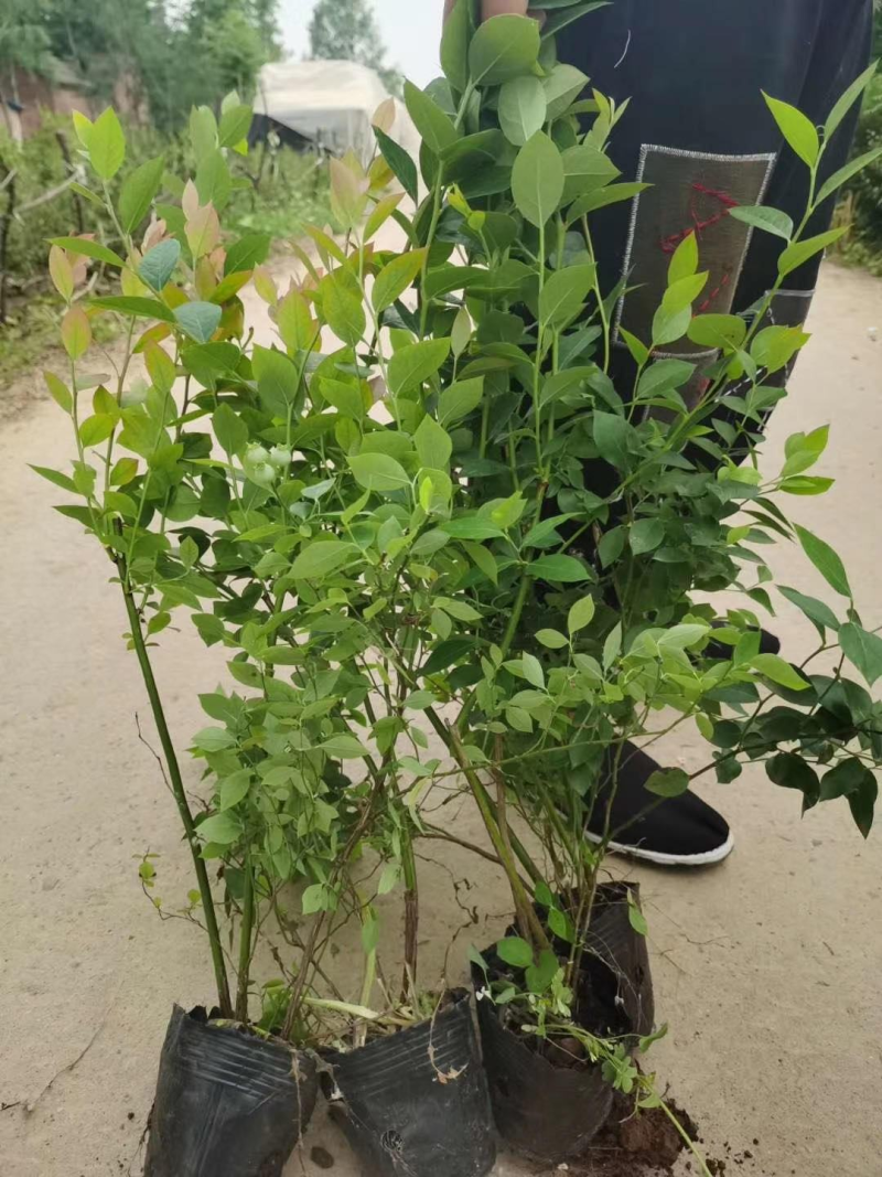 批发蓝莓苗