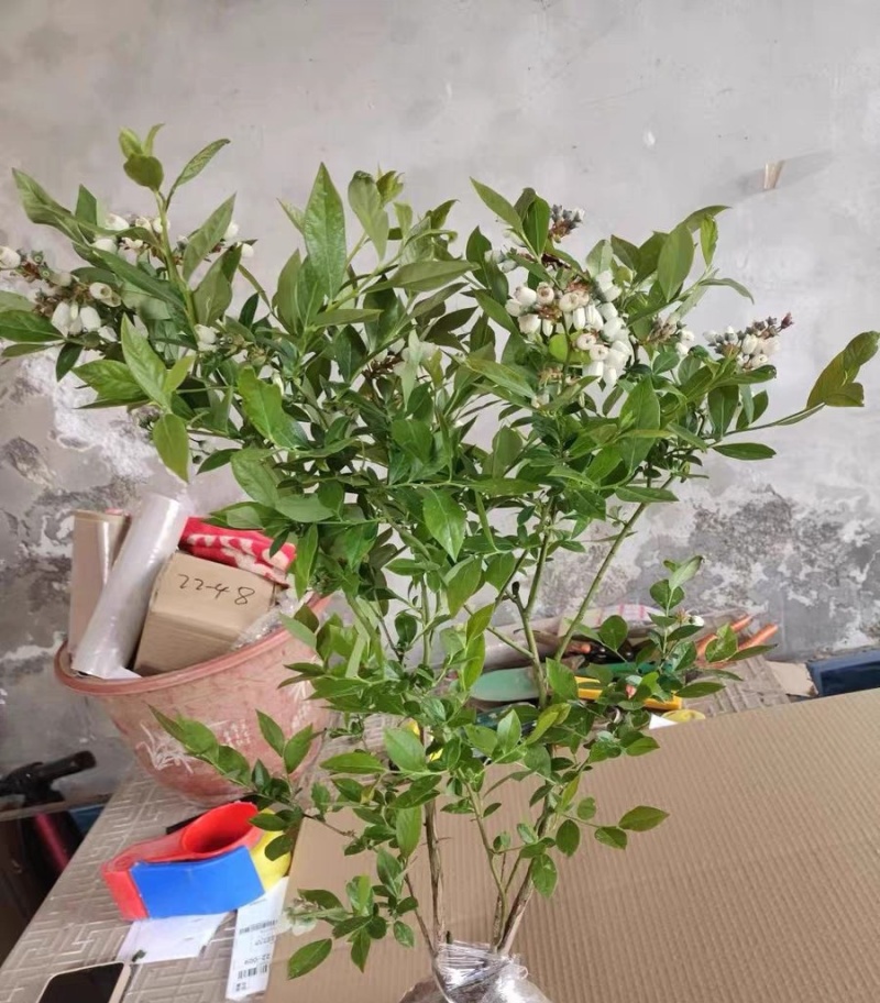 批发蓝莓苗