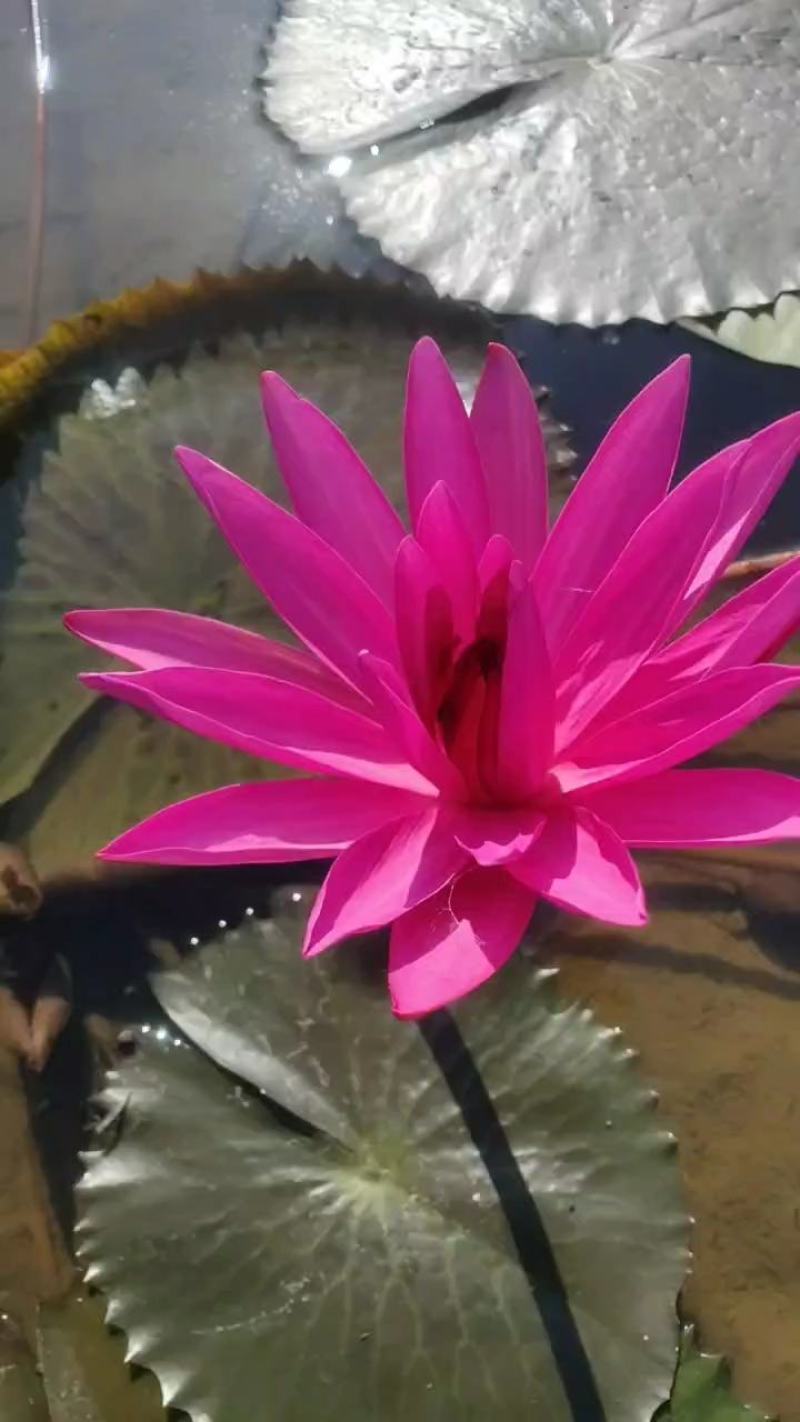 印度红