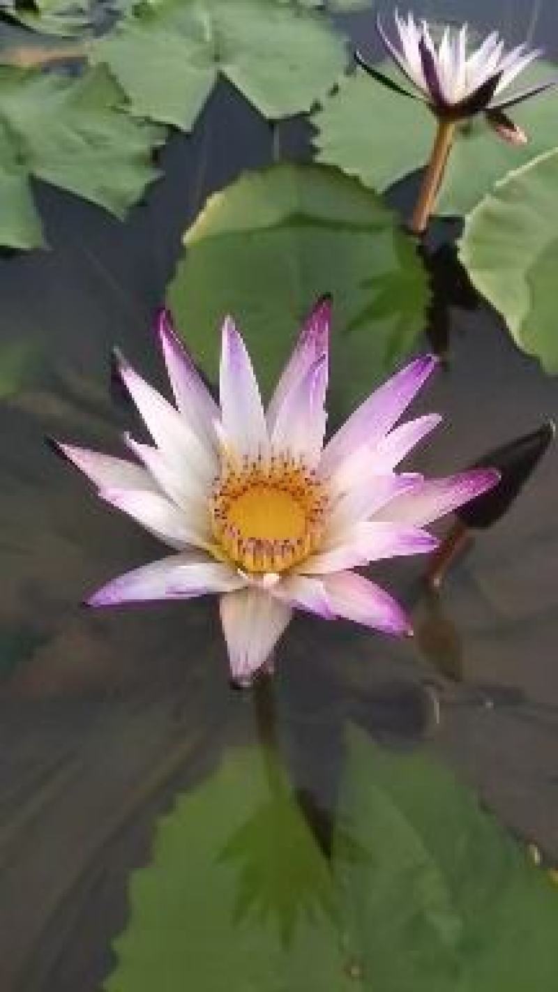 香水睡莲
