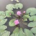 香水睡莲