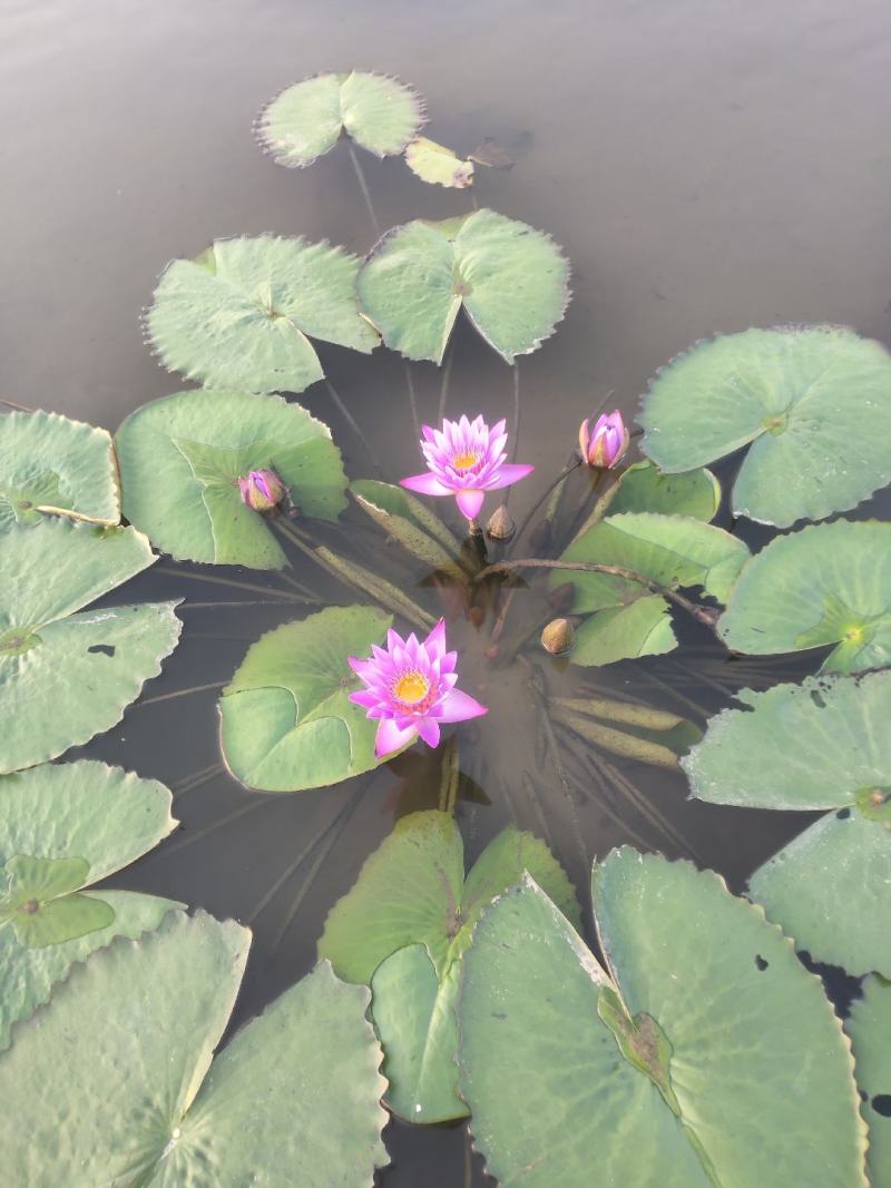 香水睡莲