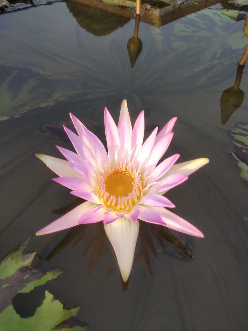 香水睡莲