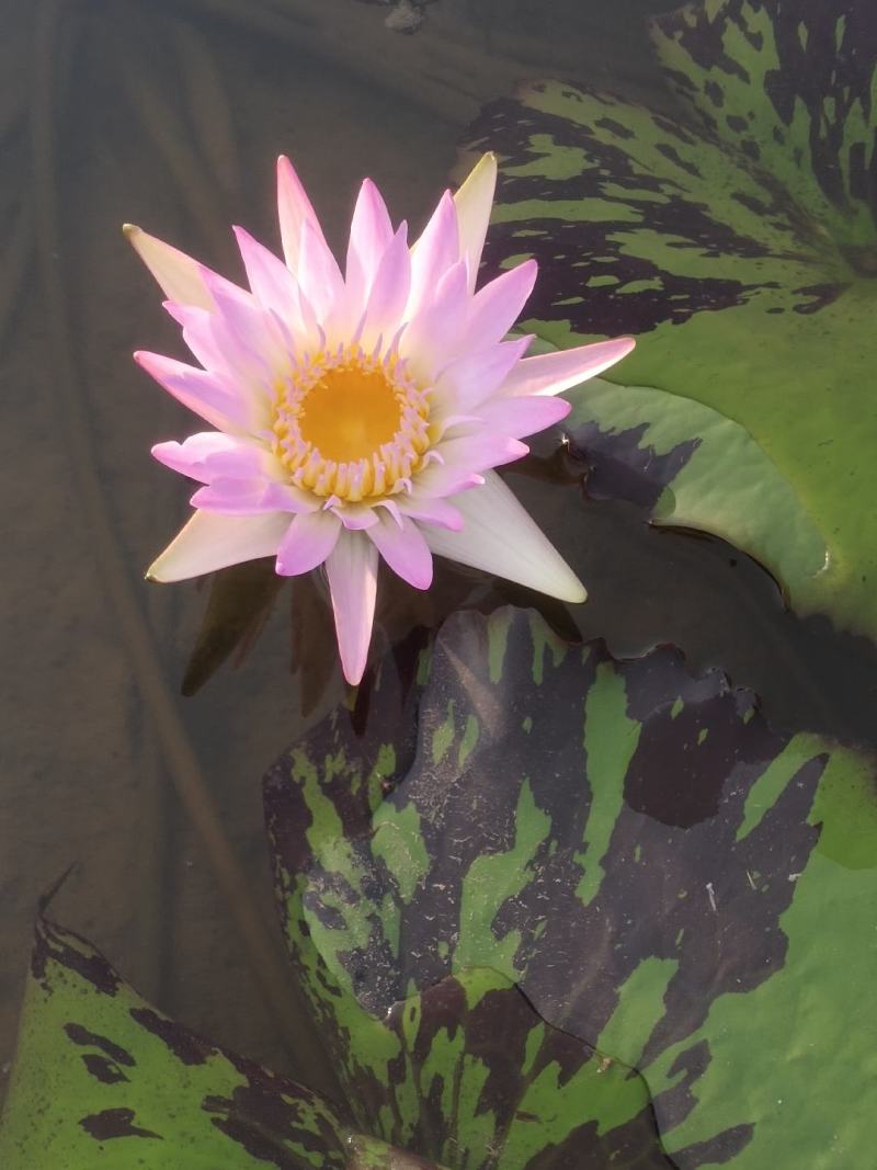 香水睡莲