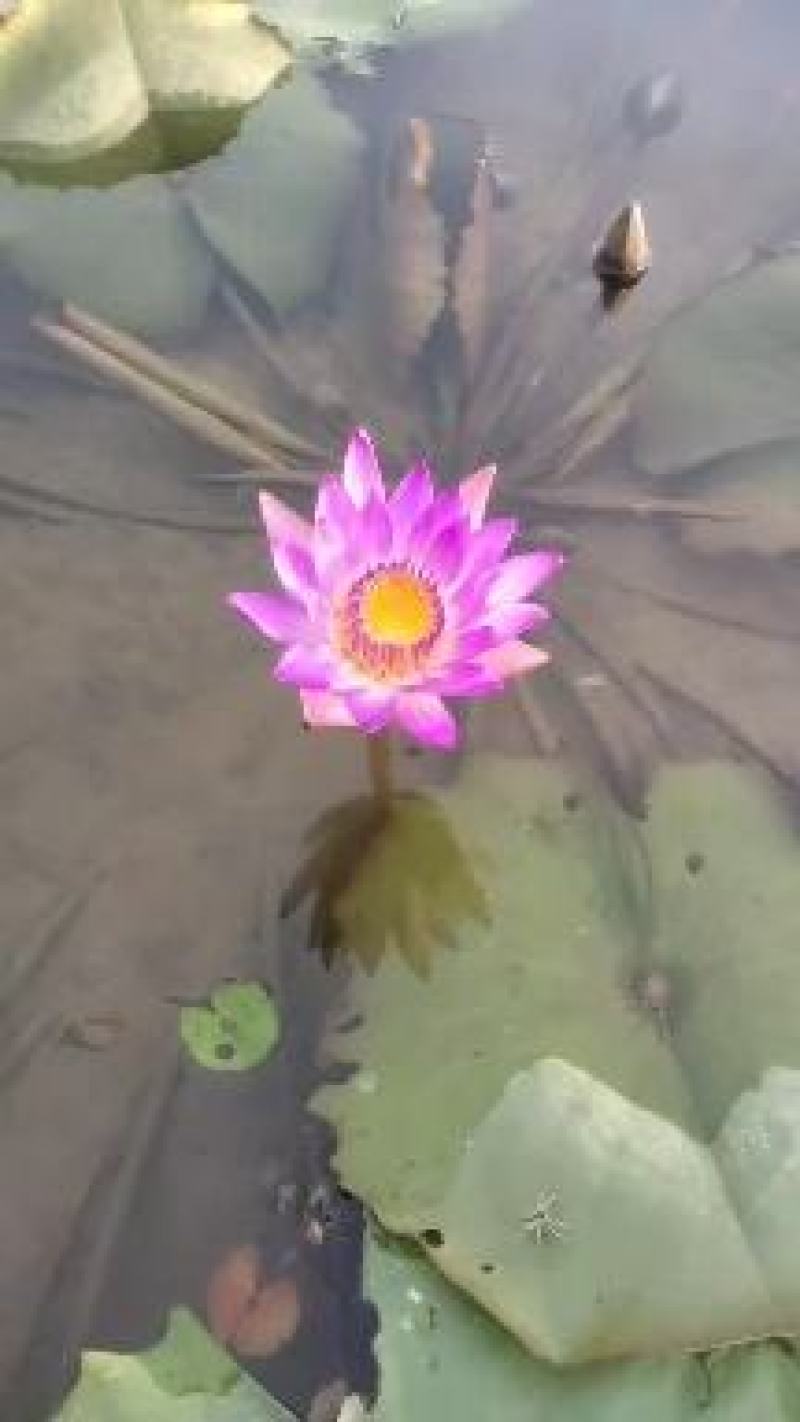 香水睡莲