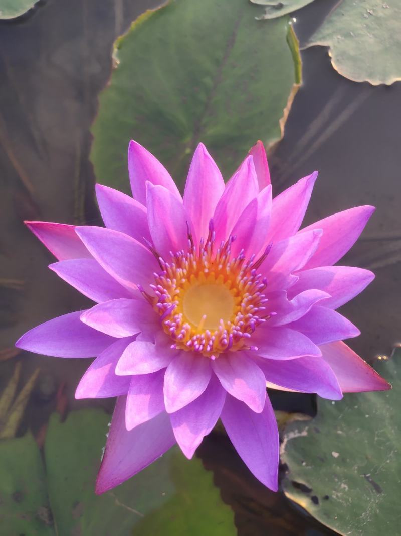 香水睡莲