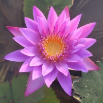 香水睡莲