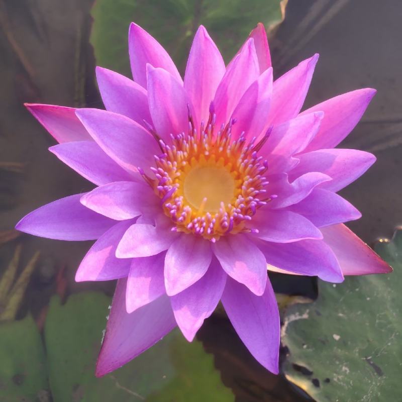 香水睡莲