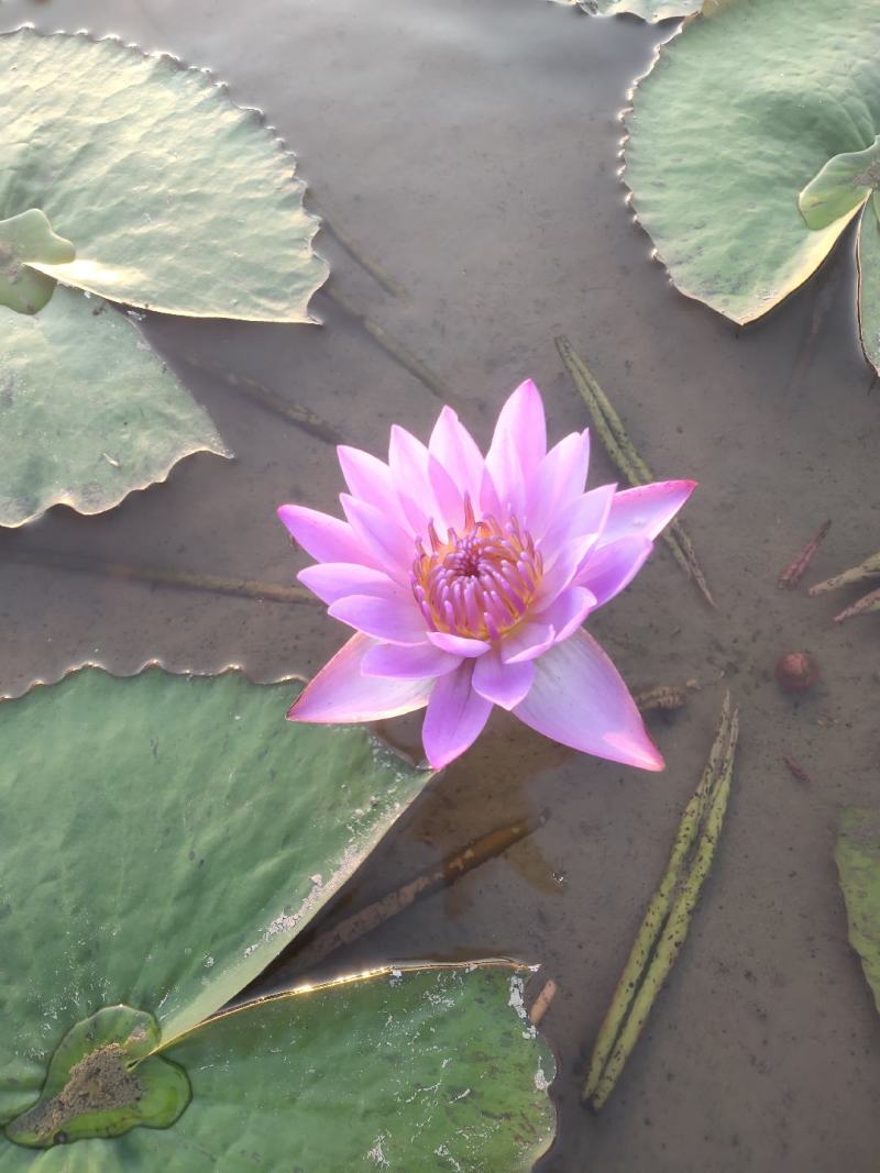 香水睡莲