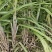 农科院广西黑皮桂二水果甘蔗种苗叶县天意种植直供