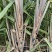 农科院广西黑皮桂二水果甘蔗种苗叶县天意种植直供