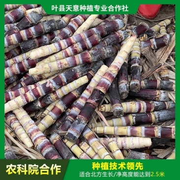 农科院广西黑皮桂二水果甘蔗种苗叶县天意种植直供