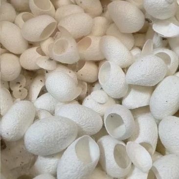 专业全国采购优质精品削口桑蚕茧专业生产制药削口茧,