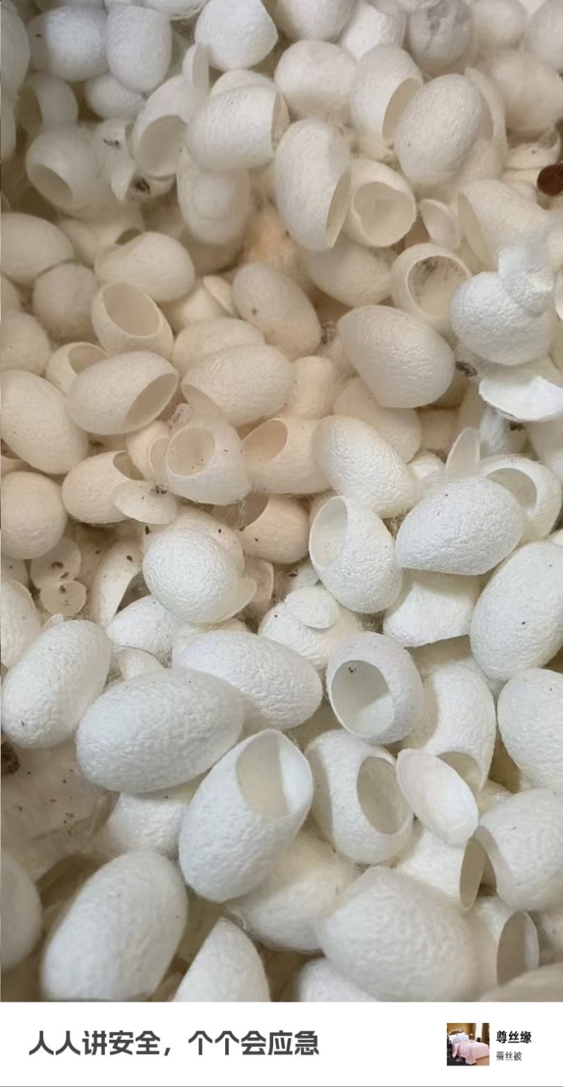 专业全国采购优质精品削口桑蚕茧专业生产制药削口茧，