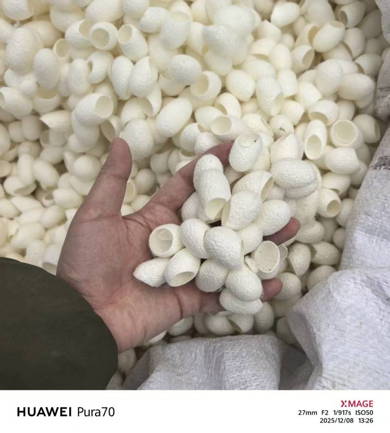 专业全国采购优质精品削口桑蚕茧专业生产制药削口茧，