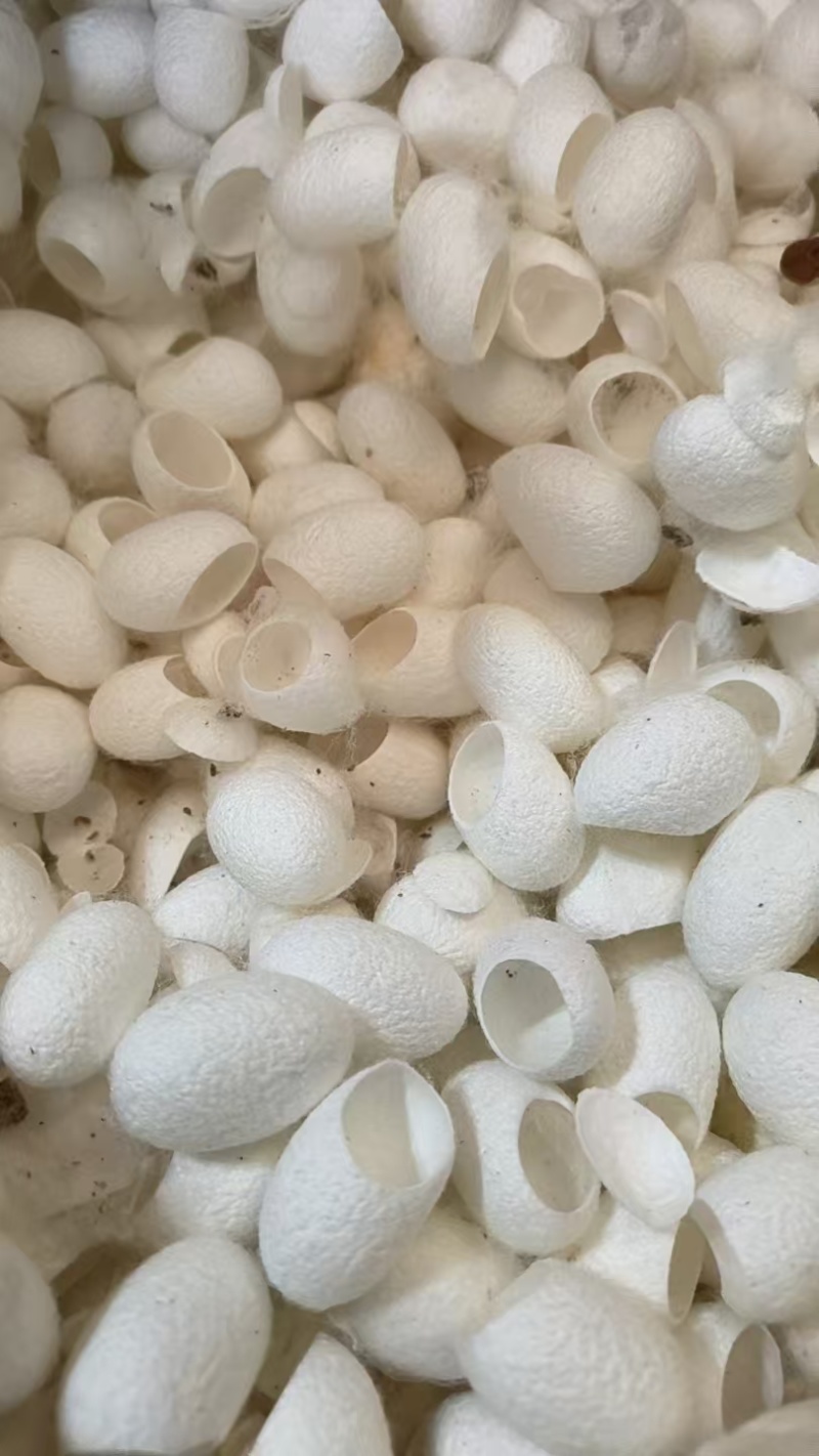 专业全国采购优质精品削口桑蚕茧专业生产制药削口茧，