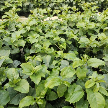 欽蜜9号百香果苗，百香果苗