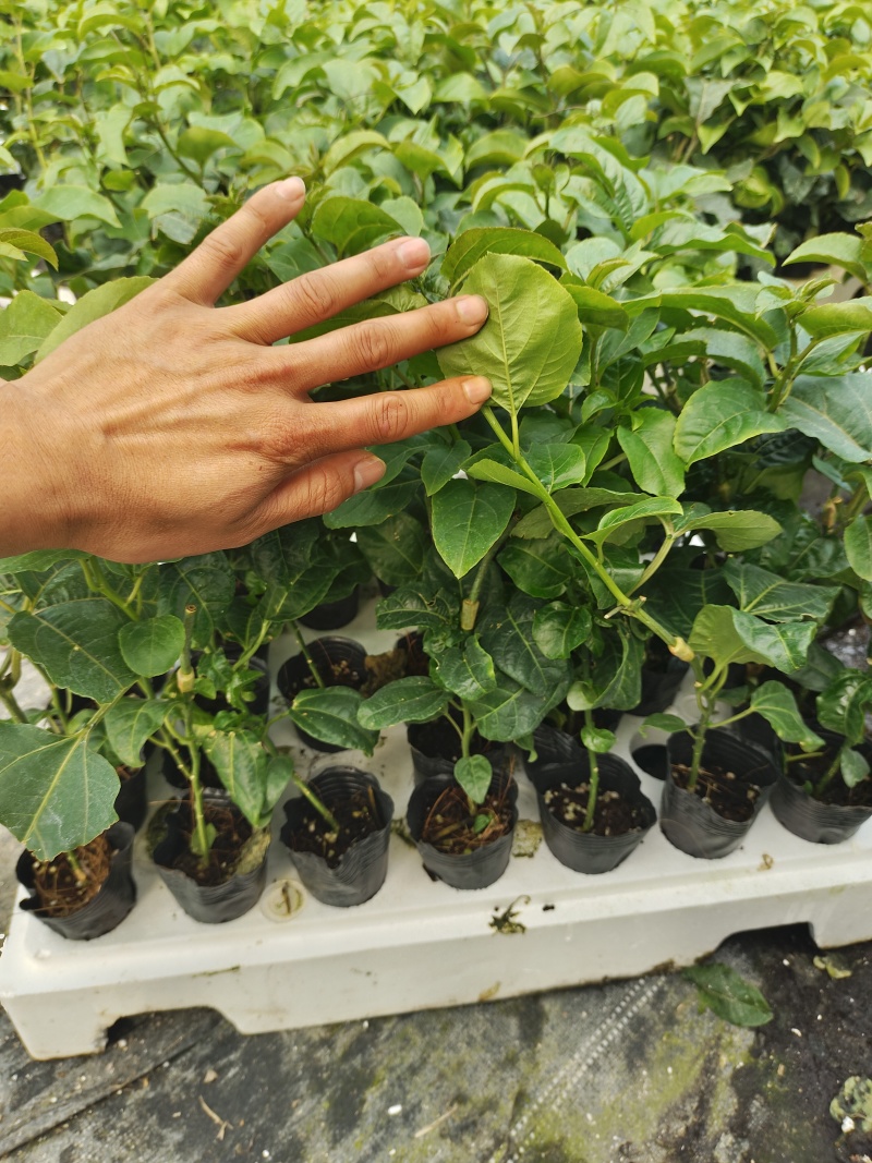 欽蜜9号百香果苗，百香果苗