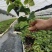 欽蜜9号百香果苗，百香果苗