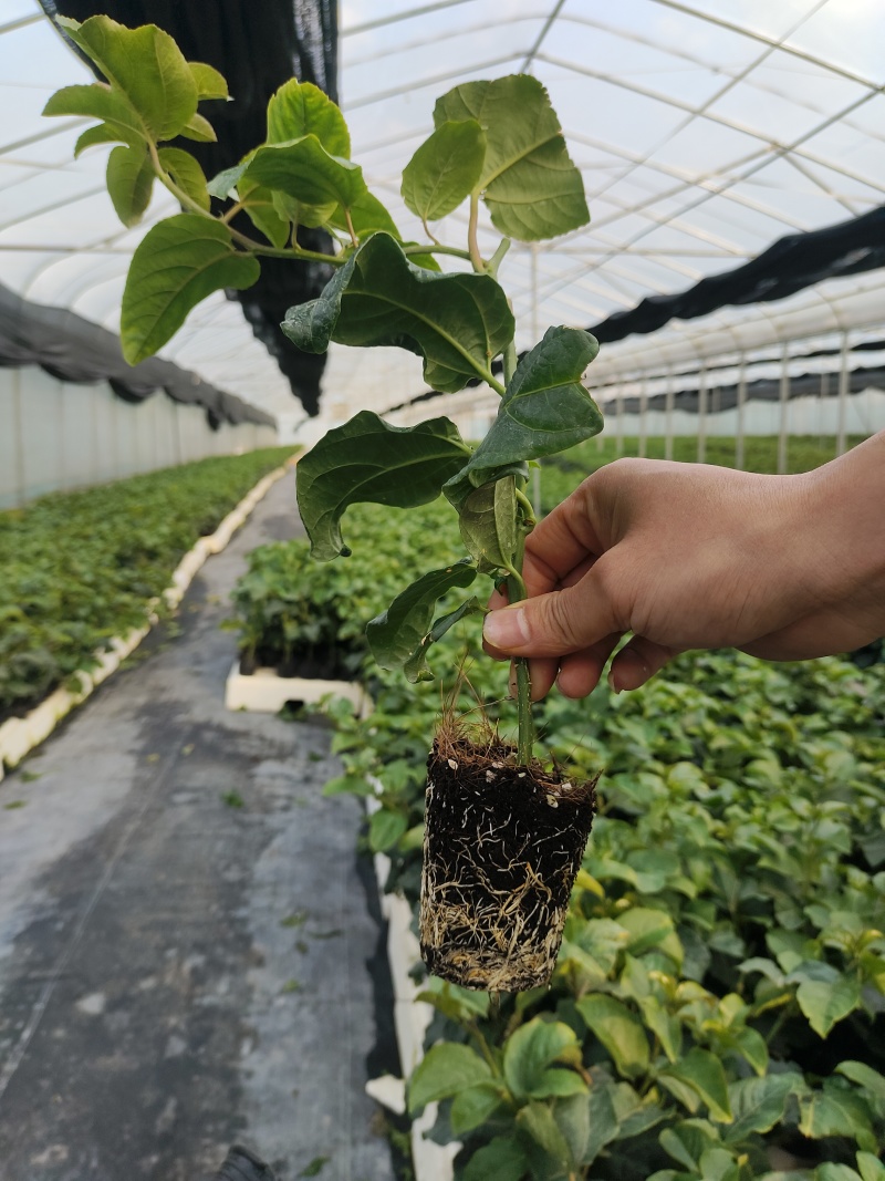 欽蜜9号百香果苗，百香果苗