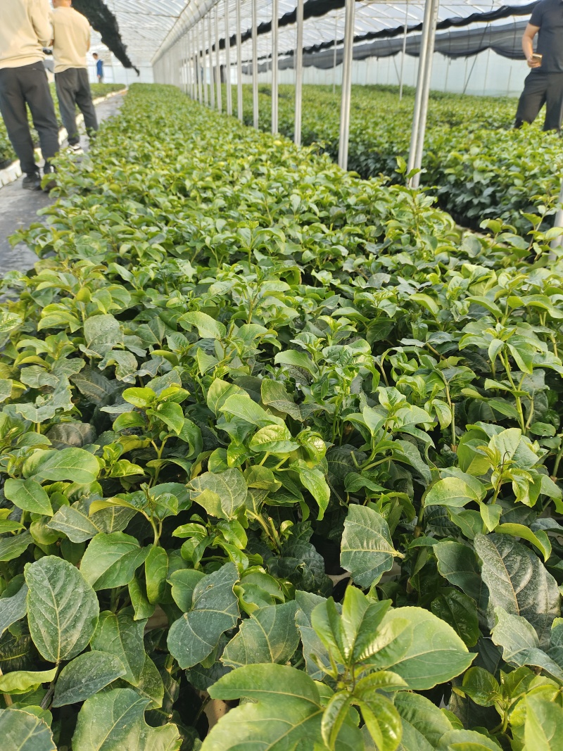 欽蜜9号百香果苗，百香果苗
