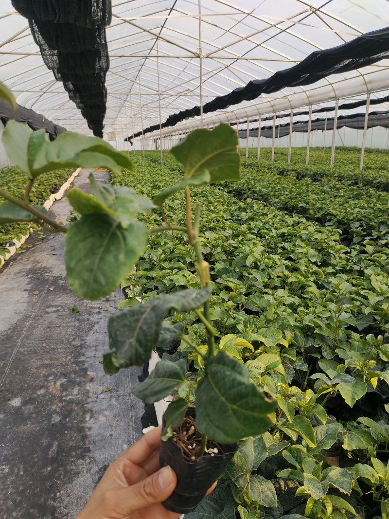 欽蜜9号百香果苗，百香果苗