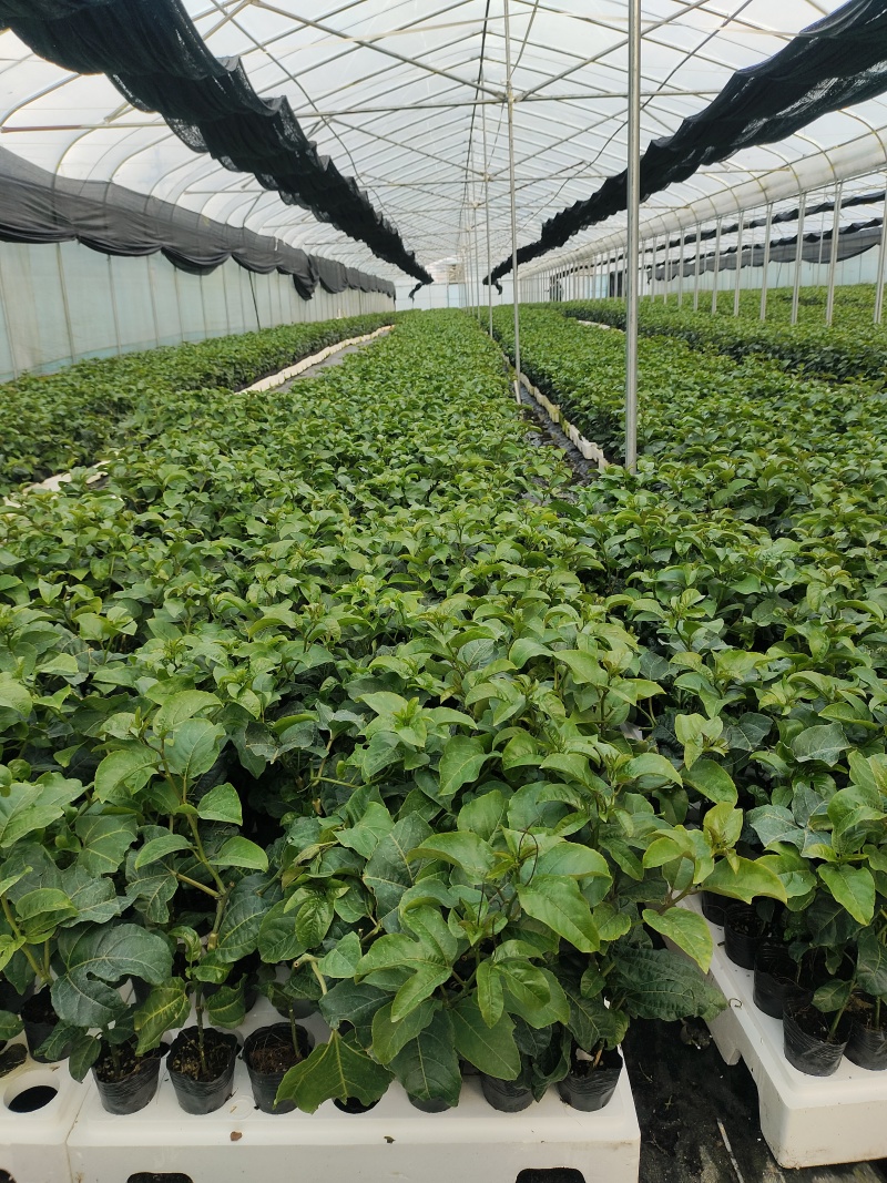 欽蜜9号百香果苗，百香果苗